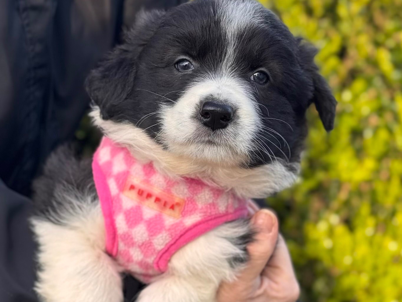 Adotta un cane, femmina, 3 settimane, Lecce