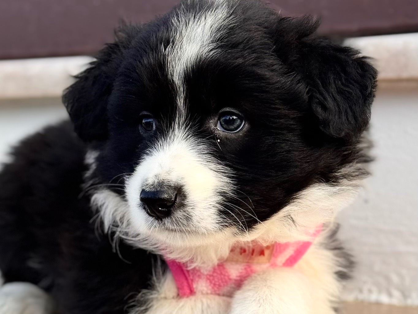 Adotta un cane, taglia piccola, femmina, Lecce