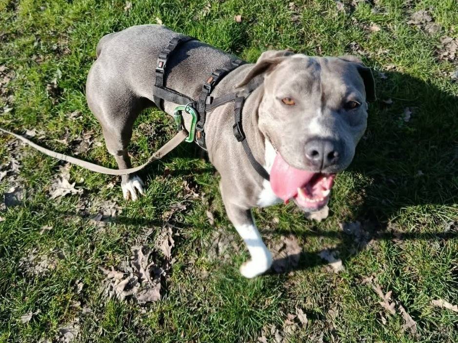 Adozione cane, femmina, Razza sconosciuta Razza sconosciuta, 6 anni e 2 mesi, taglia grande, Cremona