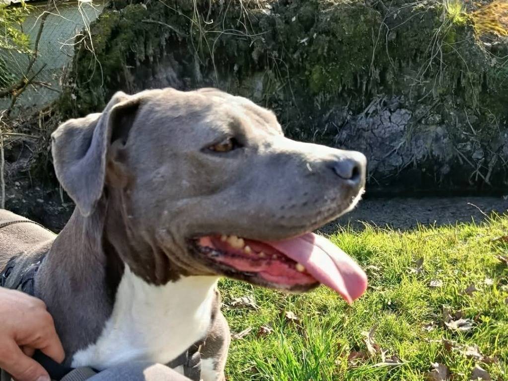 Adotta un cane, femmina, 6 anni e 2 mesi, Cremona