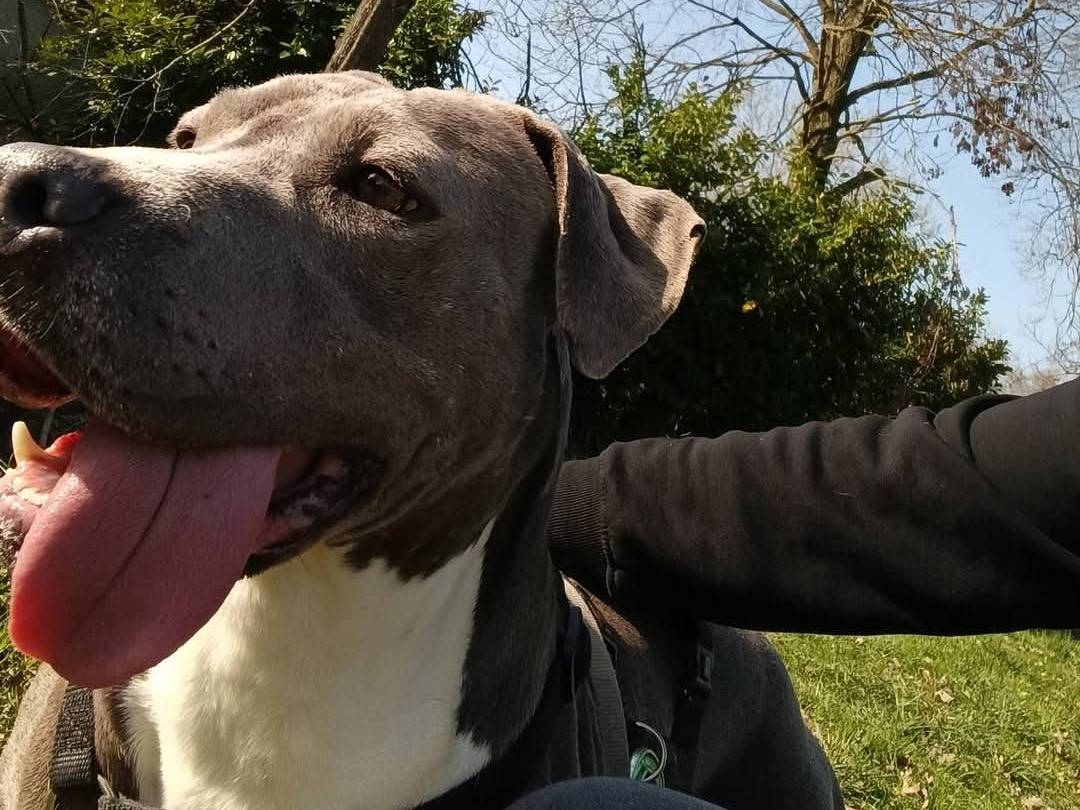 Adotta un cane, taglia grande, femmina, Cremona