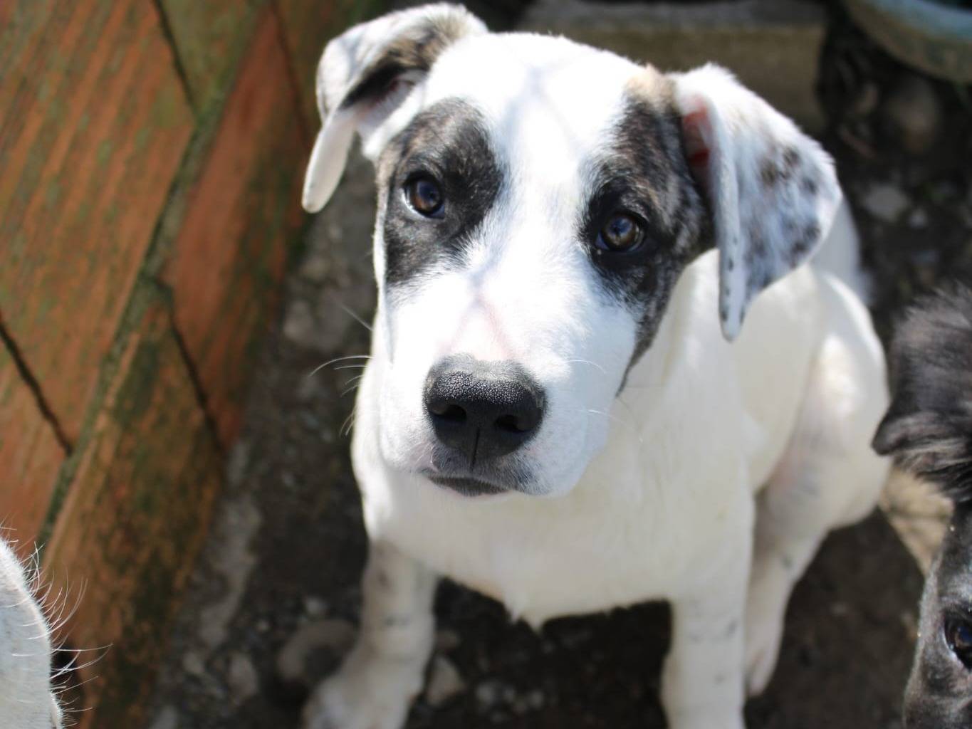 Adozione cane, maschio, Razza sconosciuta Razza sconosciuta, 5 mesi, taglia media contenuta, Reggio