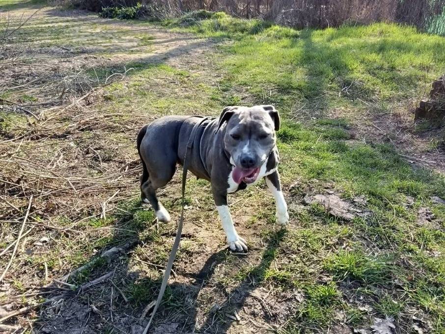 Vuoi adottare un cane a Cremona?