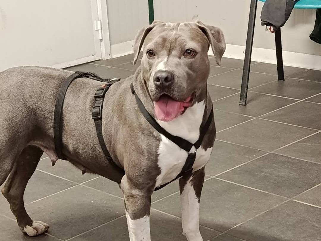 Adotta il cane MILADY a Cremona