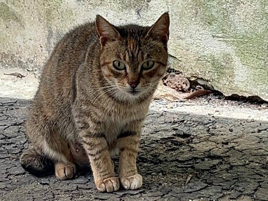 Adozione gatto, femmina, Razza sconosciuta Razza sconosciuta, 2 anni e 2 mesi, taglia non valida, Napoli