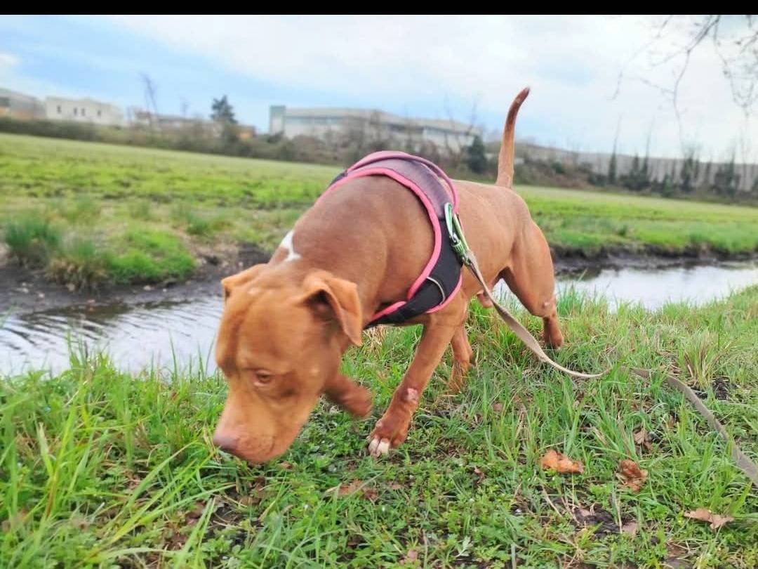 Adozione cane, maschio, Razza sconosciuta Razza sconosciuta, 6 anni e 2 mesi, taglia grande, Cremona