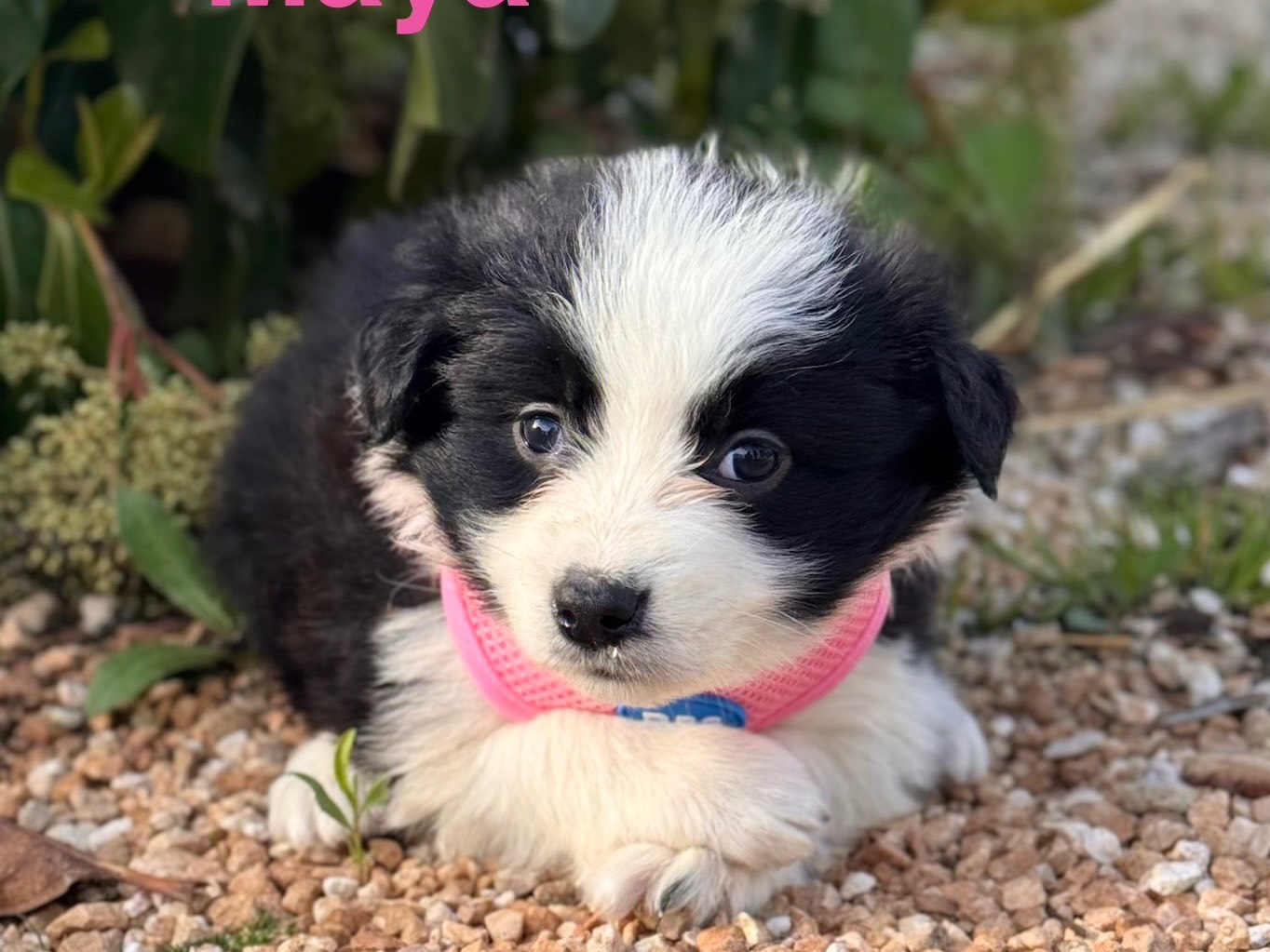 Adozione cane, femmina, Border Collie Razza sconosciuta, 3 settimane, taglia piccola, Lecce