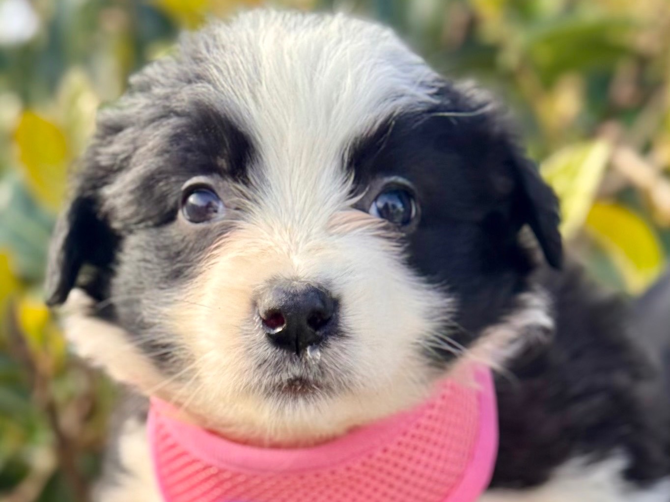 Adotta un cane, femmina, 3 settimane, Lecce