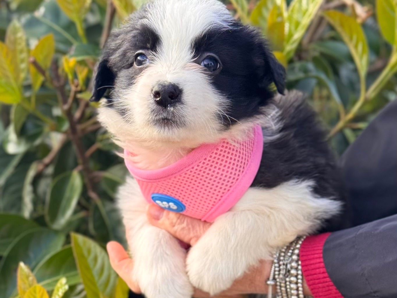 Adotta un cane, taglia piccola, femmina, Lecce