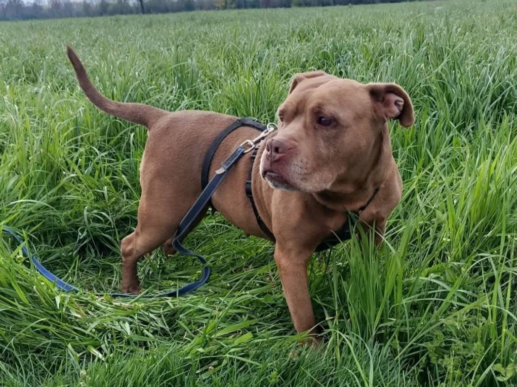 Adozione cane, femmina, Razza sconosciuta Razza sconosciuta, 8 anni e 2 mesi, taglia grande, Cremona