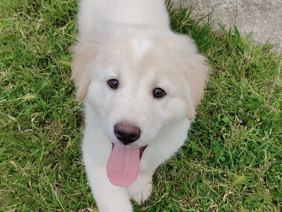 Adozione cane, maschio, Razza sconosciuta Razza sconosciuta, 3 mesi, taglia grande, Crotone