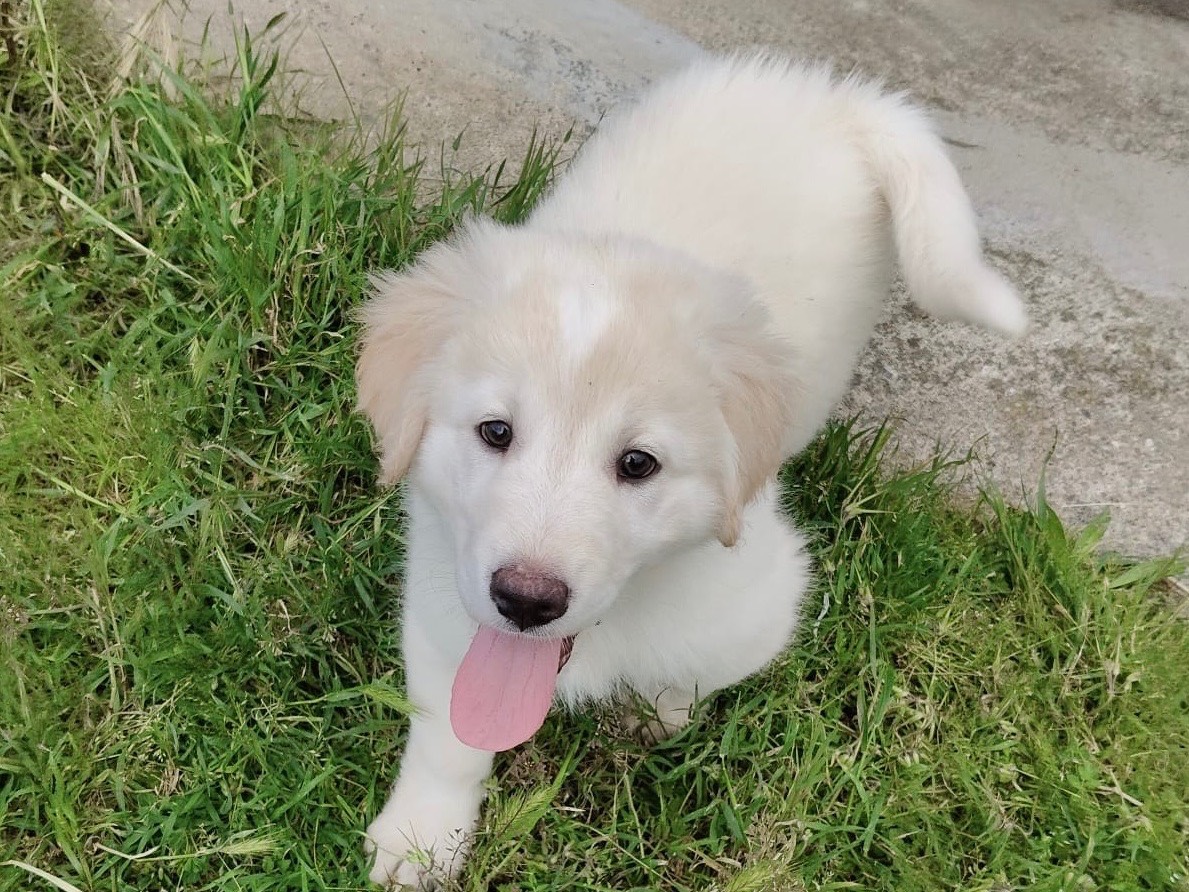 Adotta un cane, taglia grande, maschio, Crotone