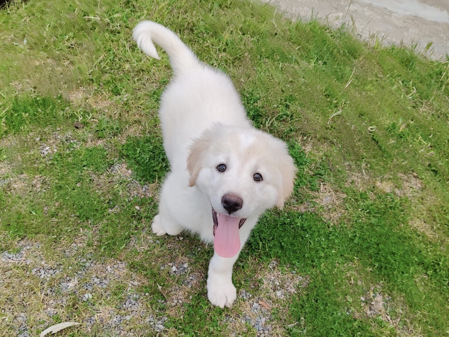 Vuoi adottare un cane a Crotone?