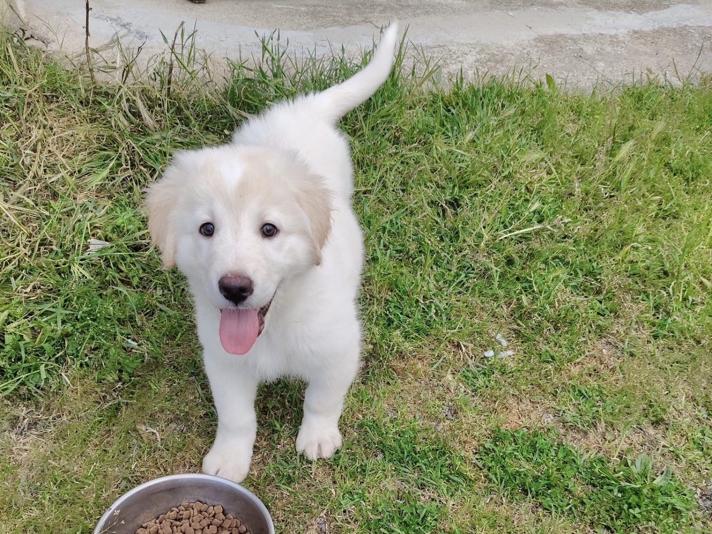 Adotta il cane FIOCCO a Crotone