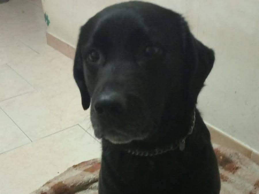 Adozione cane, maschio, Labrador Retriever Razza sconosciuta, 4 anni e 6 mesi, taglia media, Napoli