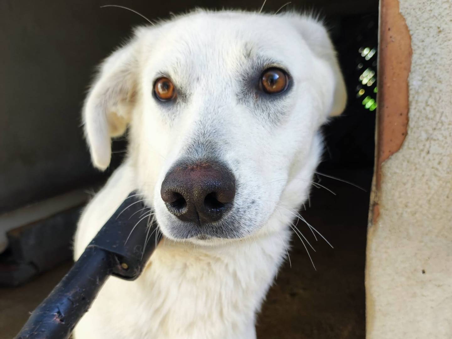 Adozione cane, femmina, Razza sconosciuta Razza sconosciuta, 2 anni e 5 mesi, taglia media, Avellino