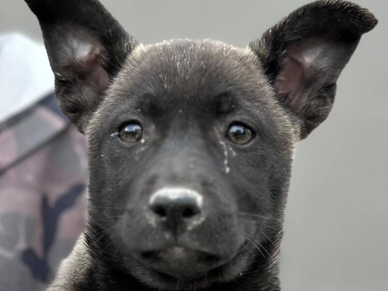 Adozione cane, femmina, Razza sconosciuta Razza sconosciuta, 3 settimane, taglia media contenuta, Napoli