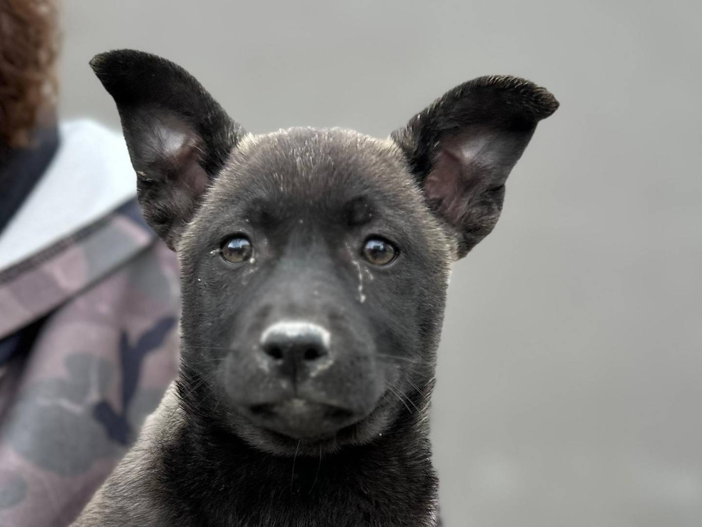 Adotta un cane, femmina, 3 settimane, Napoli