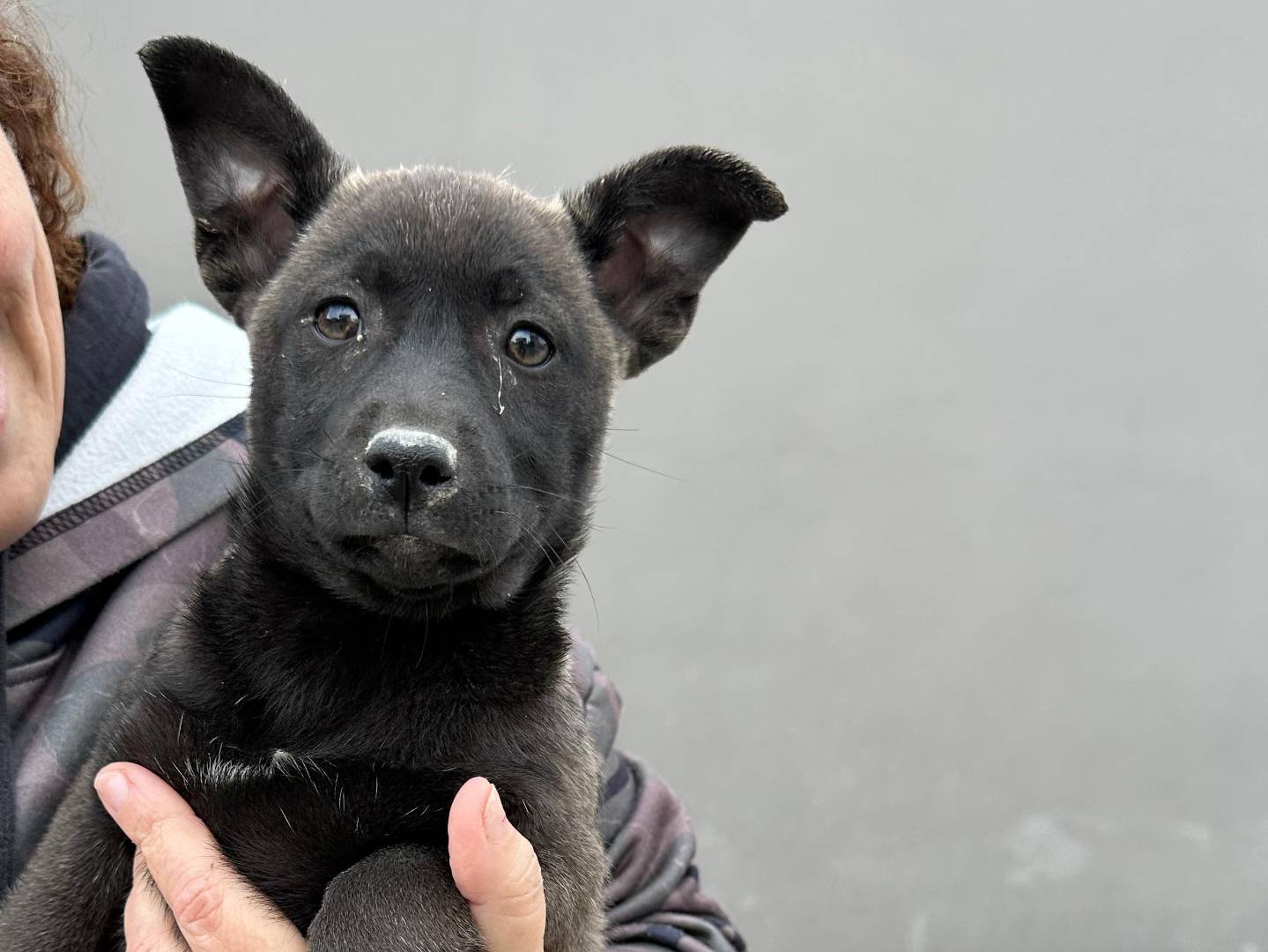 Adotta un cane, taglia media contenuta, femmina, Napoli