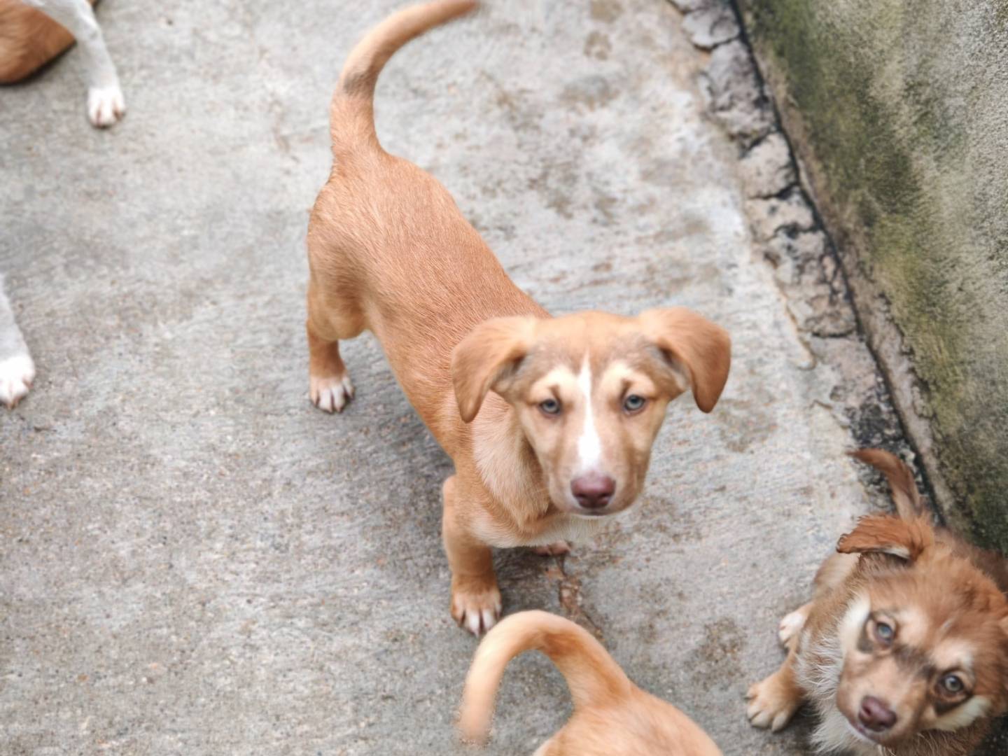 Adozione cane, maschio, Razza sconosciuta Razza sconosciuta, 2 mesi, taglia piccola, Benevento