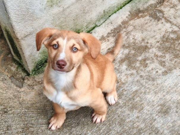 Adotta un cane, maschio, 2 mesi, Benevento