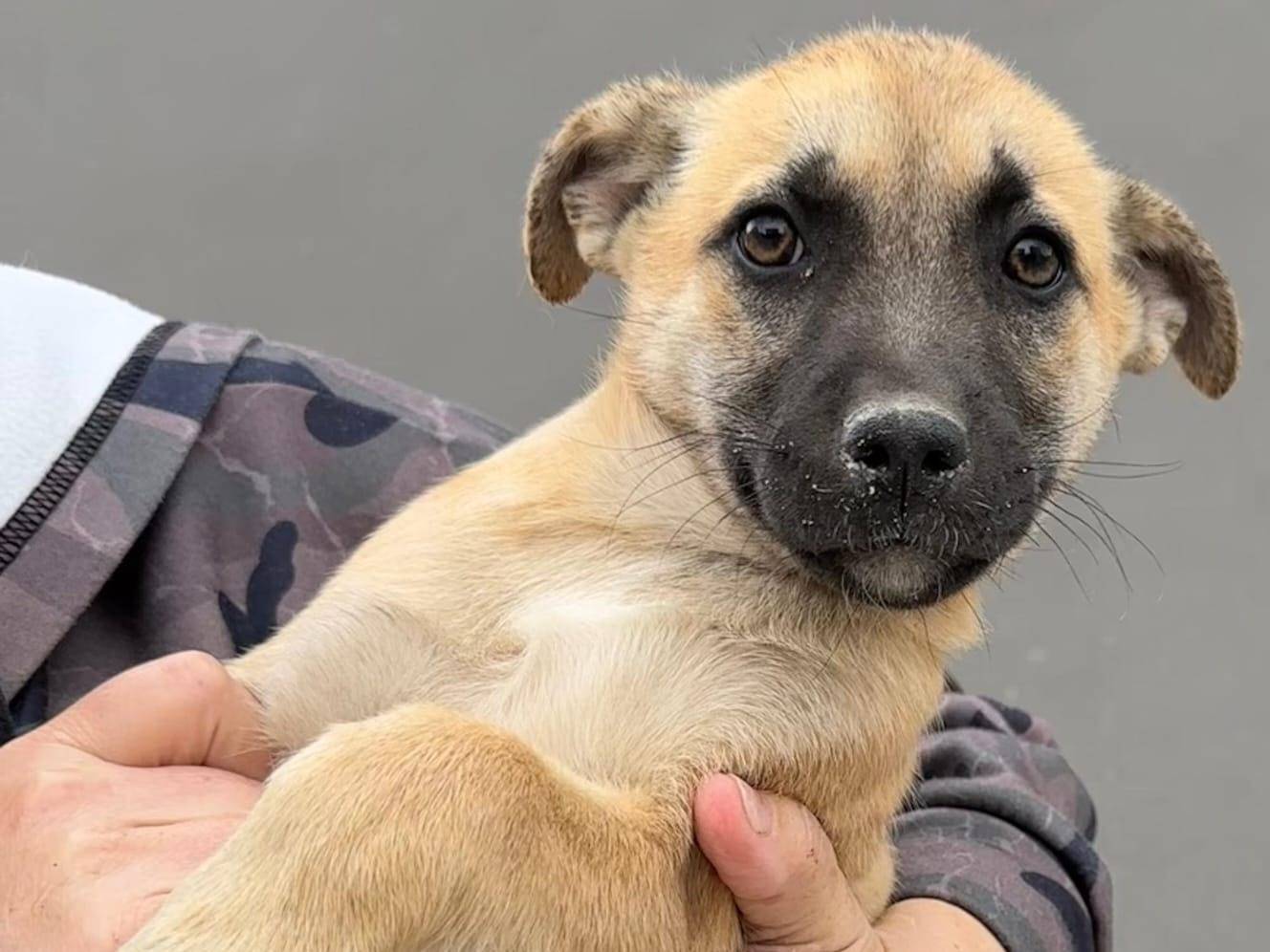 Adozione cane, femmina, Razza sconosciuta Razza sconosciuta, 2 anni e 2 mesi, taglia media contenuta, Napoli