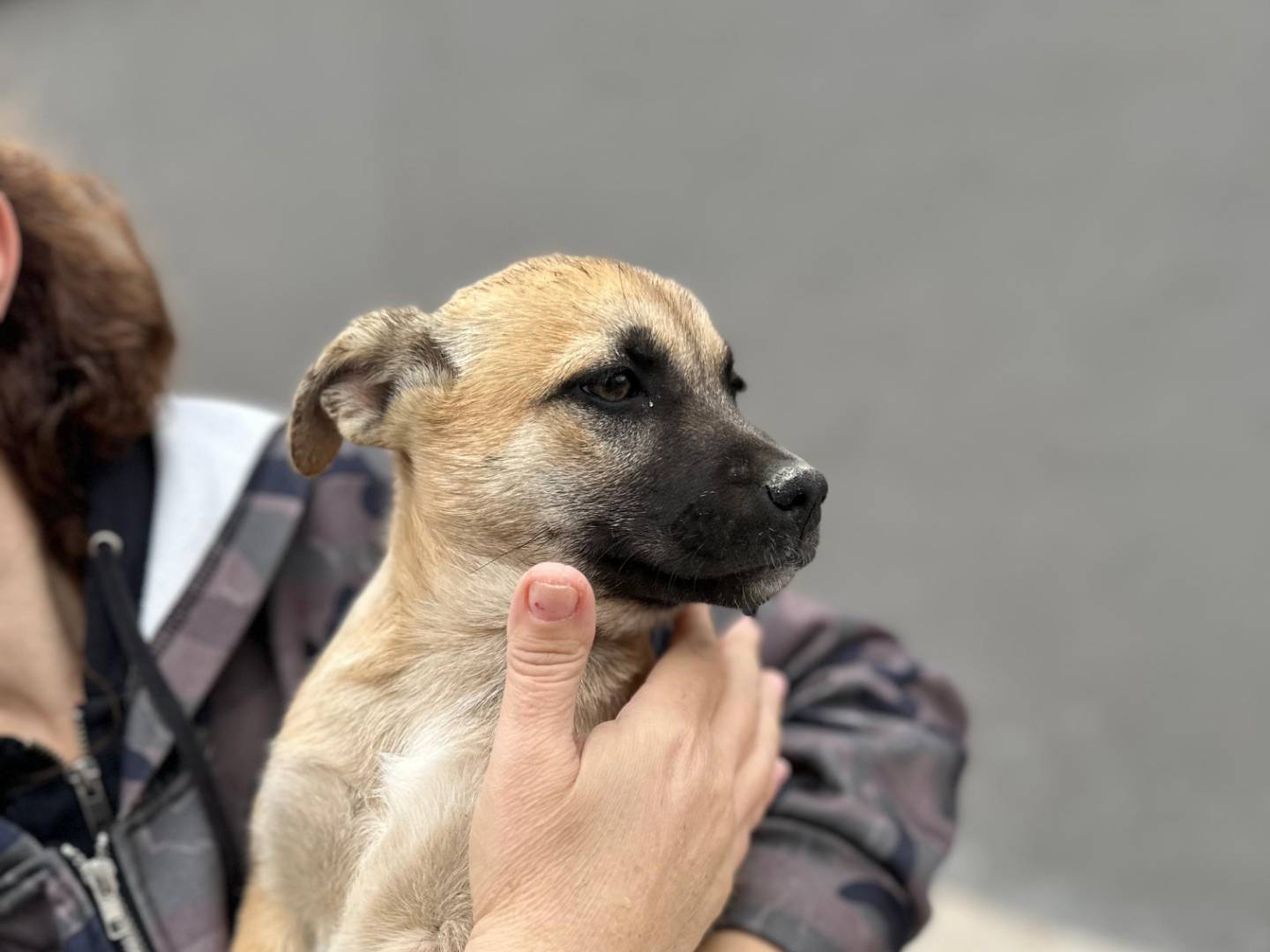 Adotta un cane, femmina, 2 anni e 2 mesi, Napoli