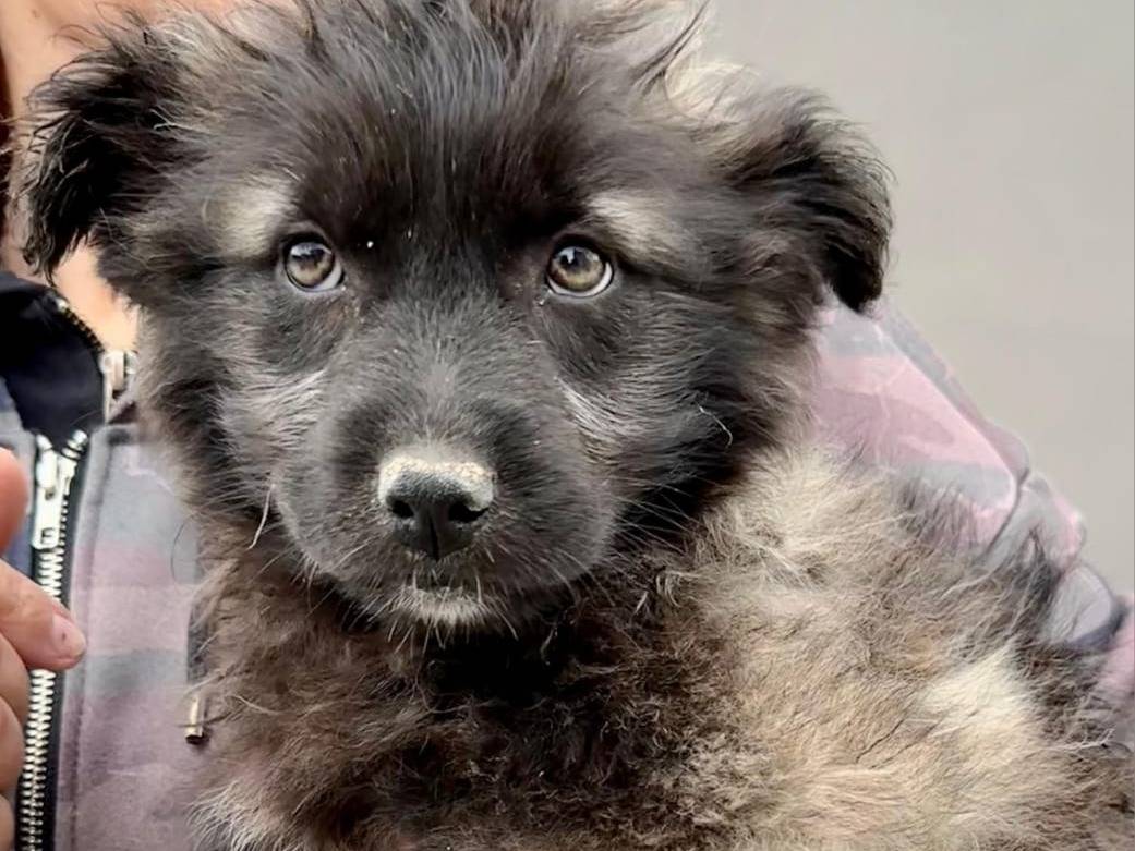 Adozione cane, femmina, Razza sconosciuta Razza sconosciuta, 2 mesi, taglia media contenuta, Napoli