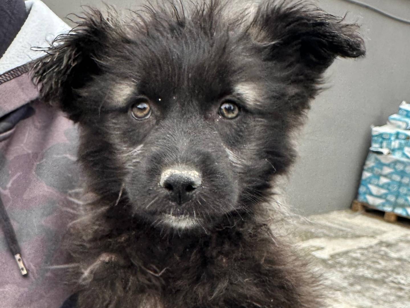 Adotta un cane, femmina, 2 mesi, Napoli