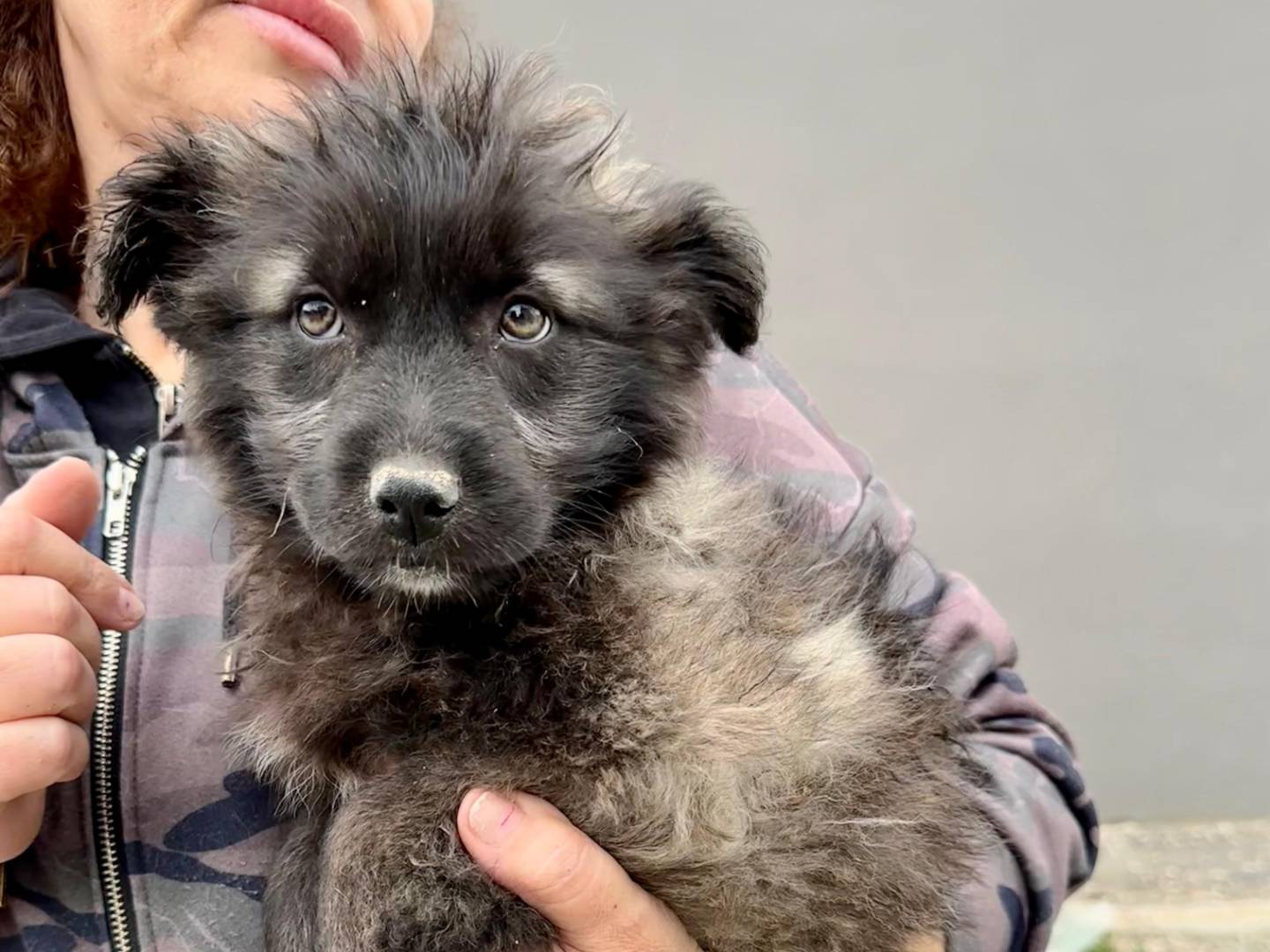 Adotta un cane, taglia media contenuta, femmina, Napoli