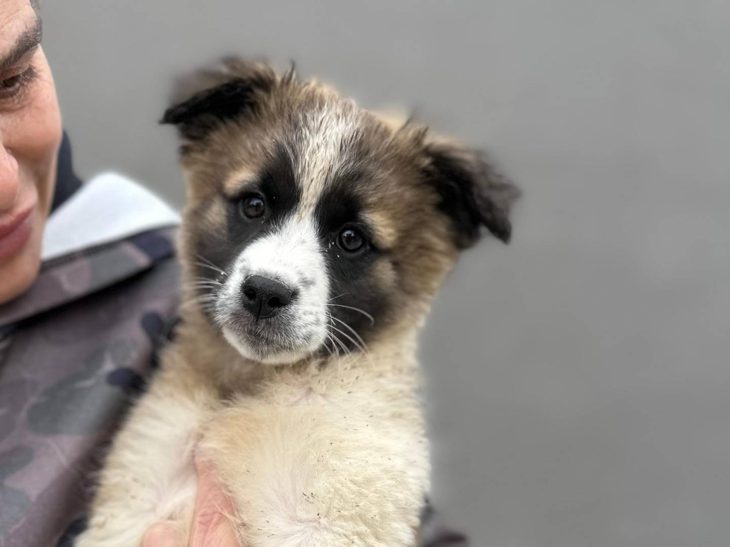 Adotta un cane, femmina, 2 mesi, Napoli