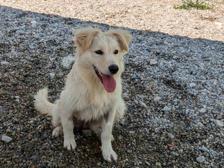 Adozione cane, femmina, Pastore maremmano Golden Retriever, 1 anno e 6 mesi, taglia media, Lodi