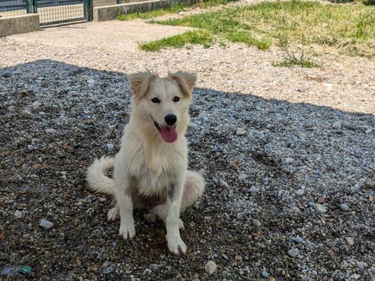 Adotta un cane, femmina, 1 anno e 6 mesi, Lodi