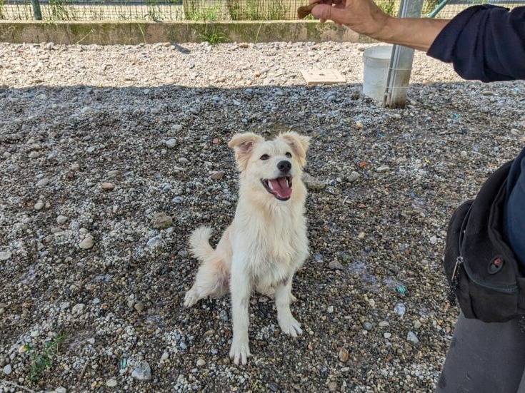 Adotta un cane, taglia media, femmina, Lodi