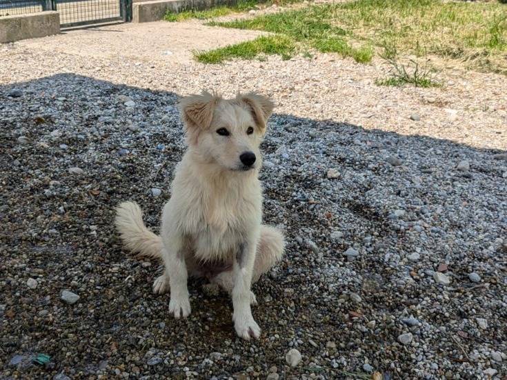 Vuoi adottare un cane a Lodi?