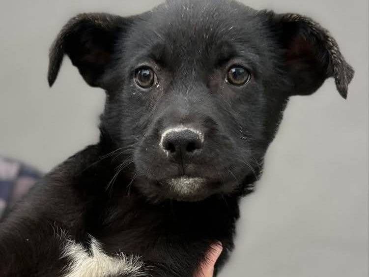 Adozione cane, femmina, Razza sconosciuta Razza sconosciuta, 2 mesi, taglia media contenuta, Napoli