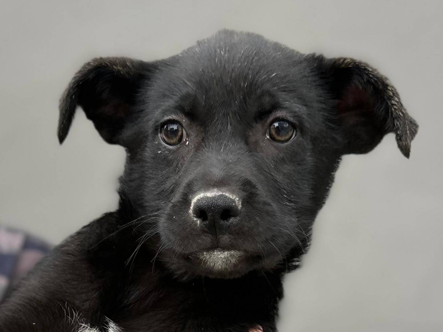 Adotta un cane, femmina, 2 mesi, Napoli