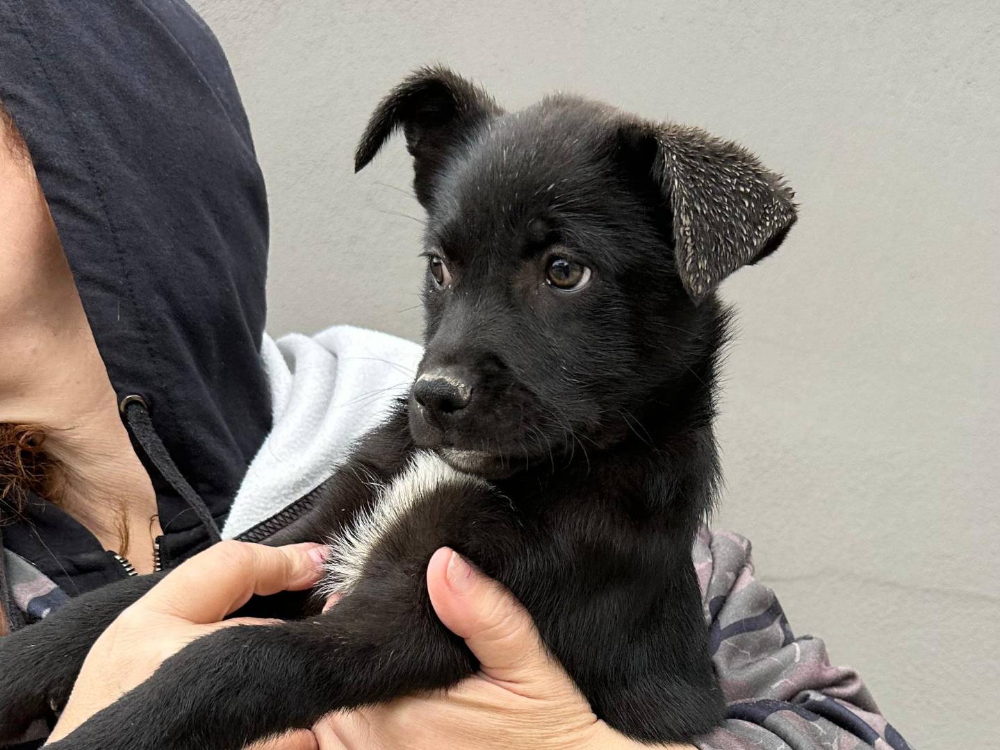 Adotta un cane, taglia media contenuta, femmina, Napoli