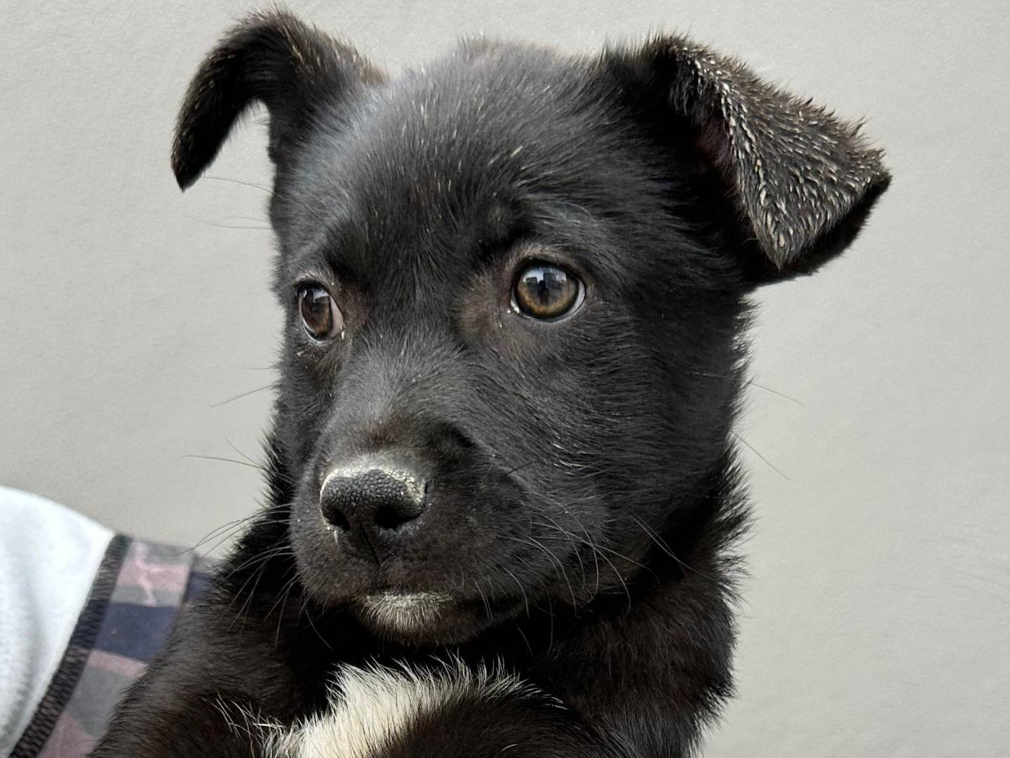 Vuoi adottare un cane a Napoli?