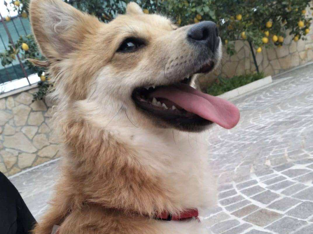 Adotta un cane, femmina, 1 anno, Napoli