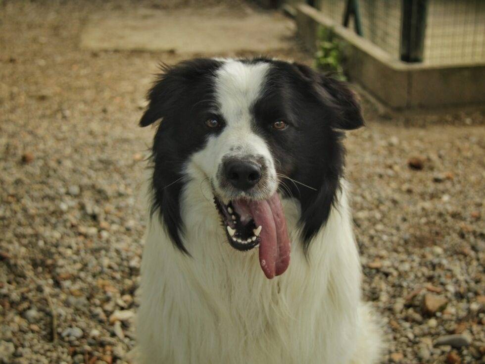 Adozione cane, maschio, Border Collie Razza sconosciuta, 1 anno e 3 mesi, taglia grande, Lodi