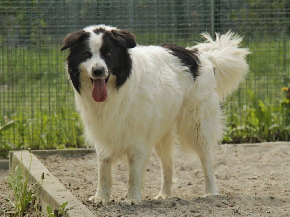 Adotta un cane, maschio, 1 anno e 3 mesi, Lodi