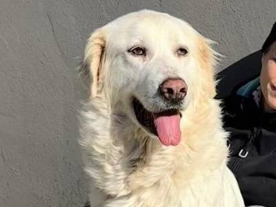 Adotta un cane, femmina, 2 anni, Napoli