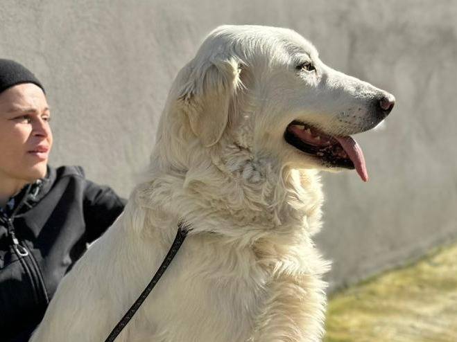 Adotta un cane, taglia grande, femmina, Napoli
