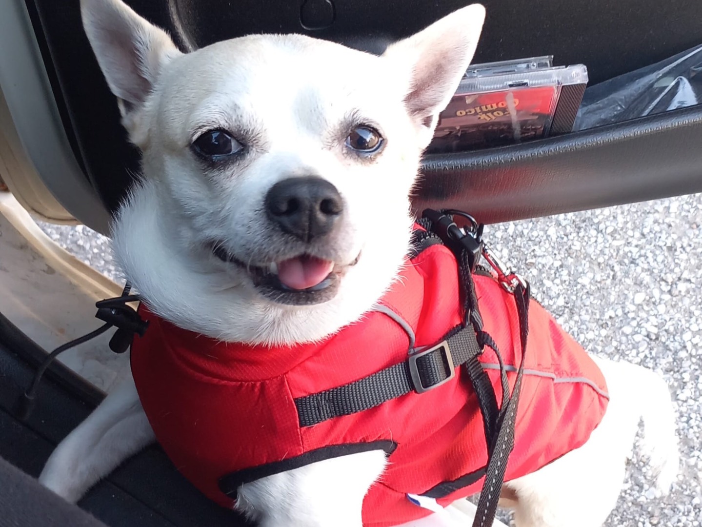 Adozione cane, maschio, Chihuahua Razza sconosciuta, 6 anni e 2 mesi, taglia piccola, Vibo