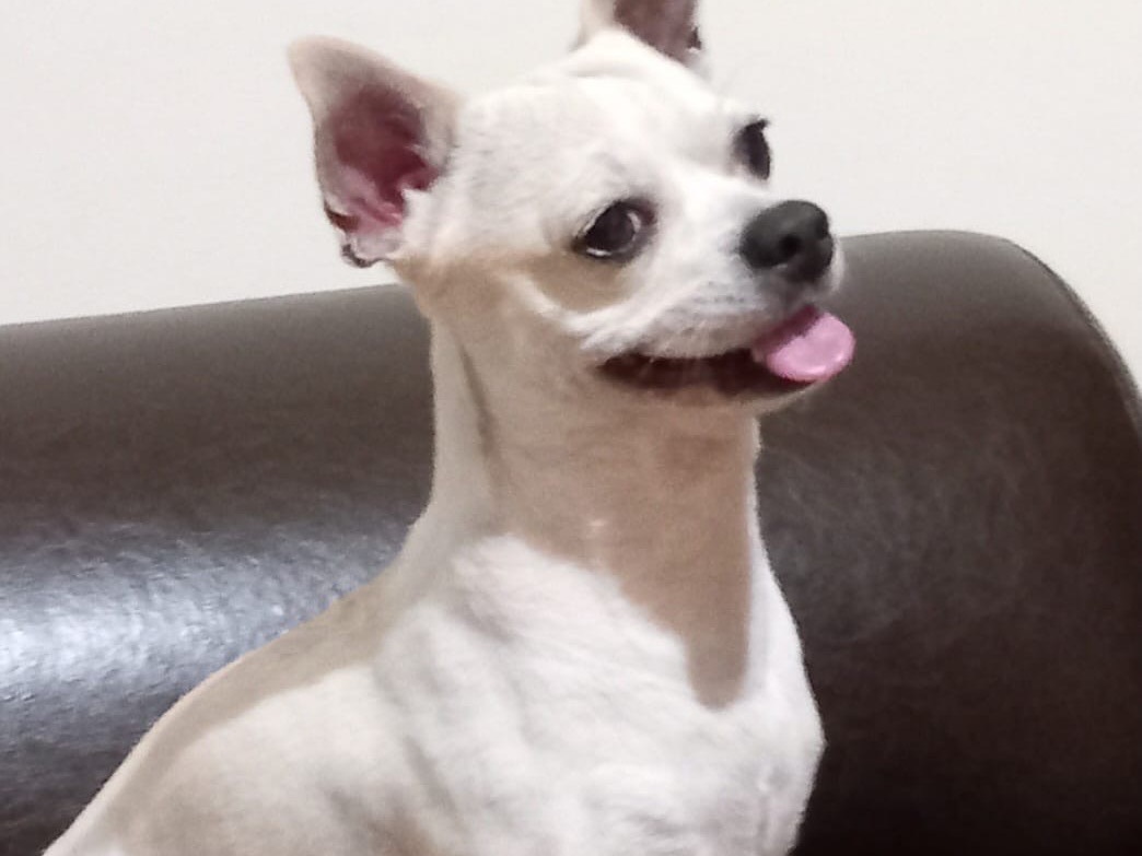 Adotta un cane, maschio, 6 anni e 2 mesi, Vibo