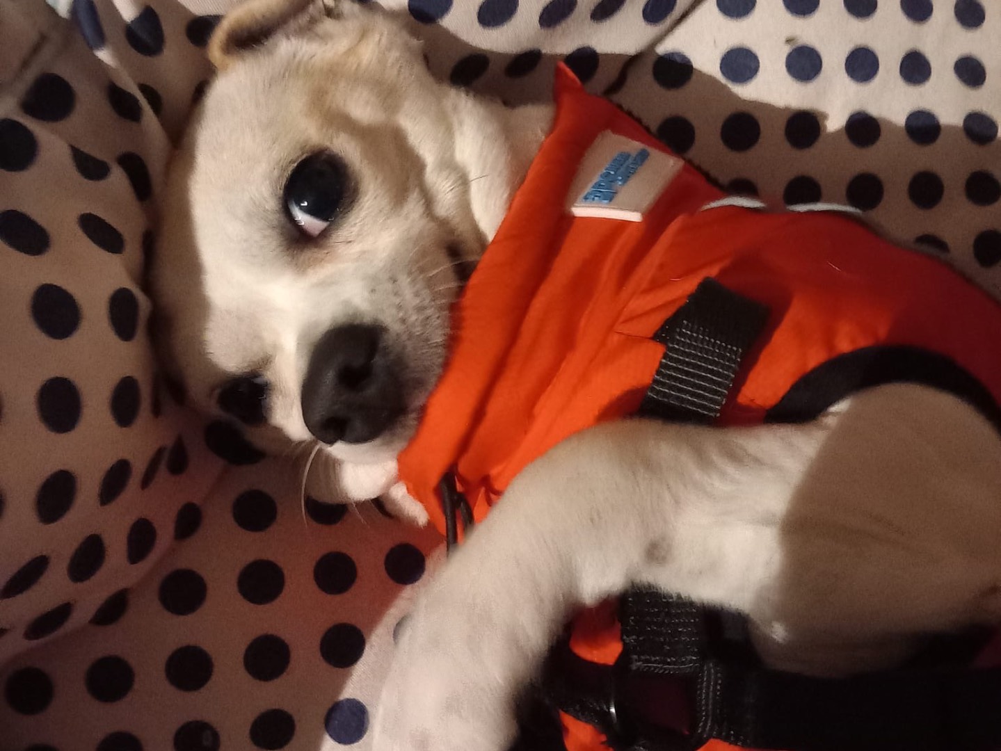 Adotta un cane, taglia piccola, maschio, Vibo