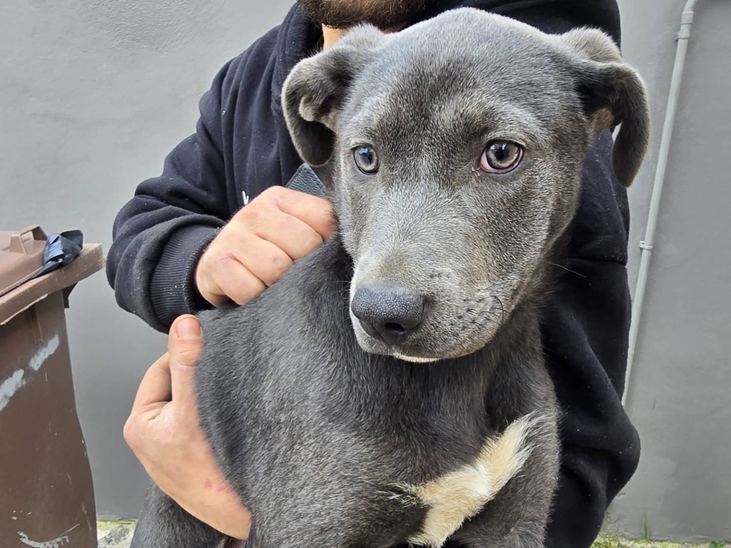 Adozione cane, femmina, Labrador Retriever Razza sconosciuta, 3 mesi, taglia media, Napoli