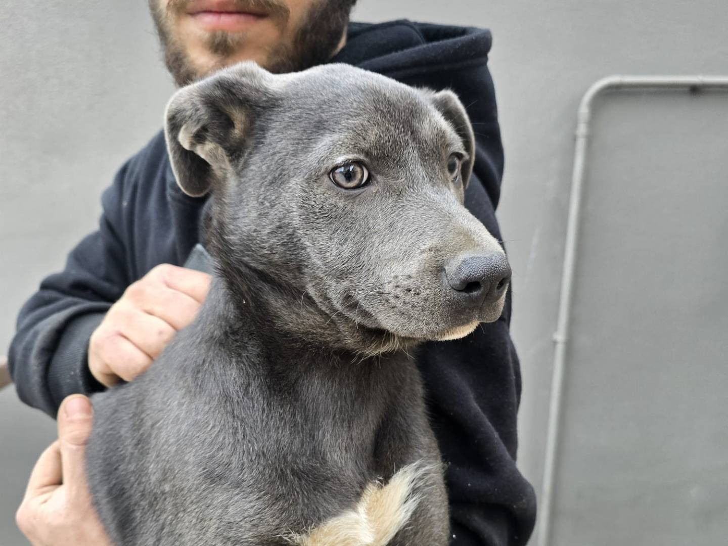 Adotta un cane, taglia media, femmina, Napoli