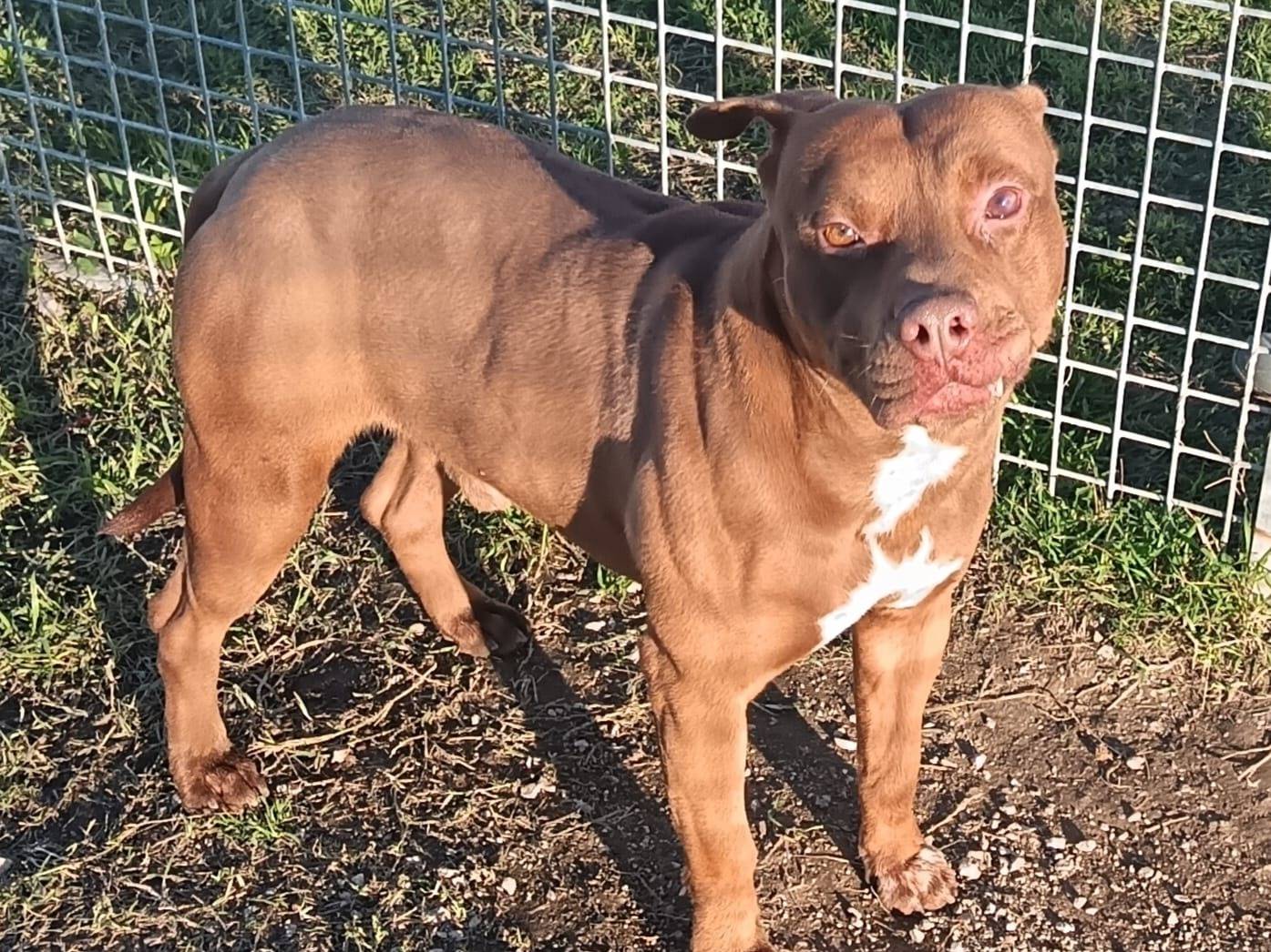 Adozione cane, maschio, Pitbull Razza sconosciuta, 2 anni e 2 mesi, taglia media, Napoli